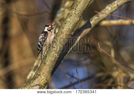 Lesser Pied Woodpecker (dryobates Minor)