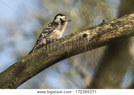 Lesser Pied Woodpecker (dryobates Minor)