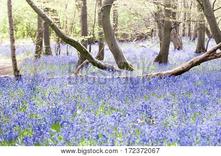 bluebells growing wild in springtime in the woods