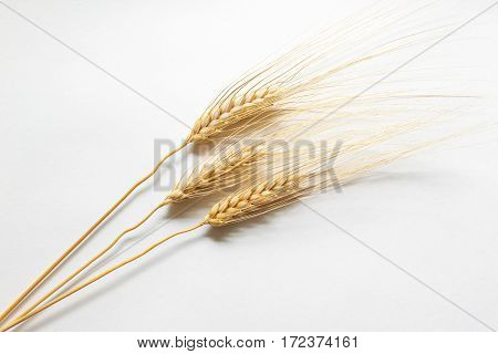 Barley ears on white cardboard close up