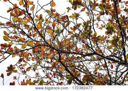 Terminalia Catappa Leaves Autumn Season On White Background., Bengal Almond, Indian Almond.