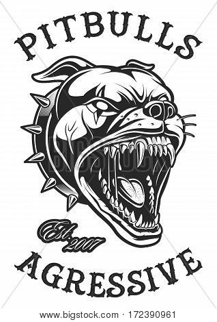 Head of angry pit bull. Isolated on white. Text is on the separate layer.