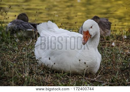 Two ducks and a swan in the Englischer Garten (English Garden) in Munich
