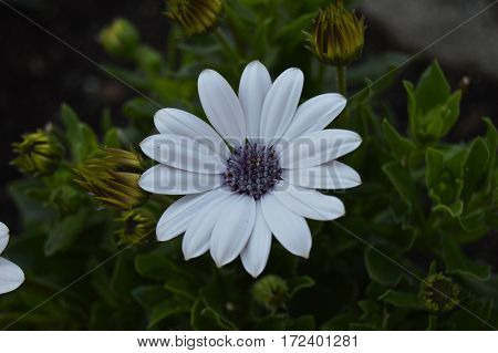 White and purple daisy between green leaves outdoors