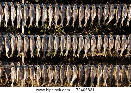 Dried Shad (misultin)