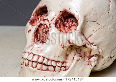Photo of model human's scull closeup shooting