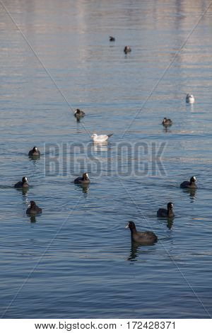 Birds Swim Calmly On The Sea Surface