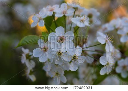 blossoming. branch of white cherry flowers at spring.