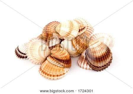 Coquilles