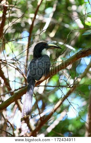 Ceylon Grey Hornbill Ocyceros gingalensis endemic bird Sri Lanka