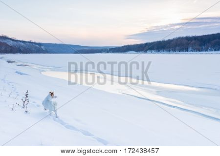 snow outdoors in winter a walk with the dog in the field