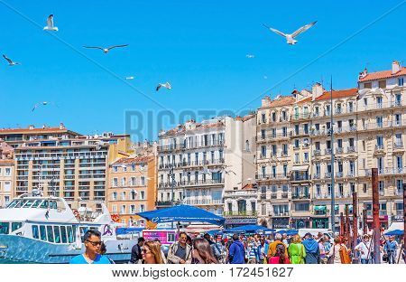 Seagulls In Port