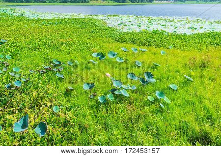 The Wetland Wih Lotus Plants