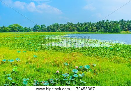 The Wetland At The Lake