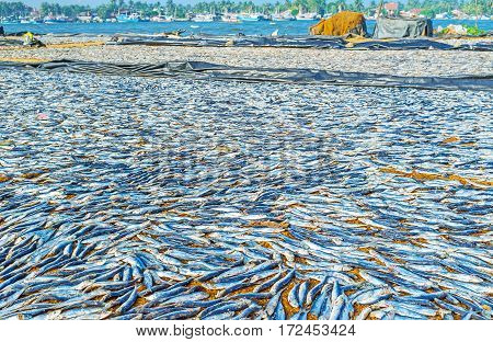 The Drying Fish
