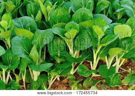 green choysum plants in growth at field