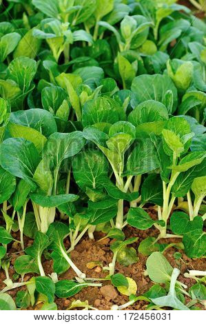 green choysum plants in growth at field