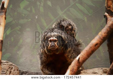Baby Saki monkey riding on their mother's back
