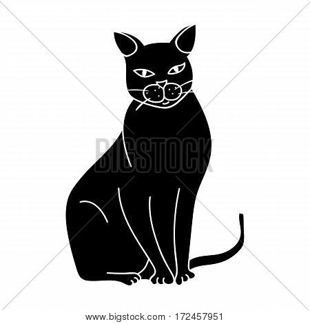 Chartreux icon in black design isolated on white background. Cat breeds symbol stock vector illustration.