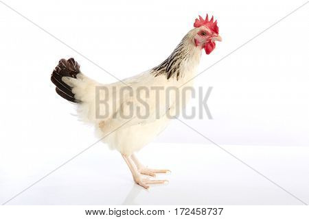 Sussex hen original from England on white background