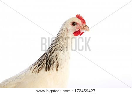 Sussex hen original from England on white background