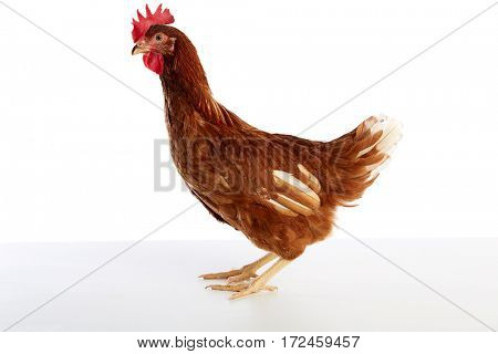 Brown hybrid hen  isolated on white background