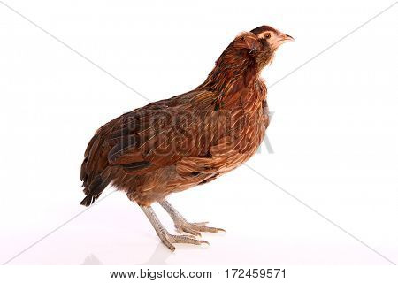 Araucana hen of blue easter eggs native of Chile on white background