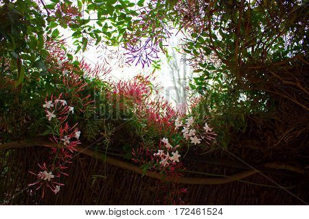 White flowers. Beautiful plant. Spting. Garden. Fresh.