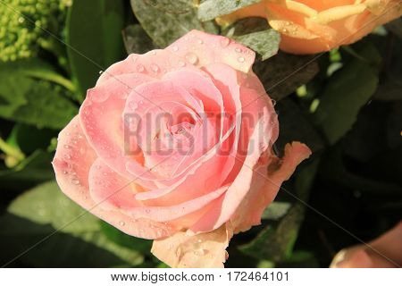 Big pink rose with water drops after a rainshower