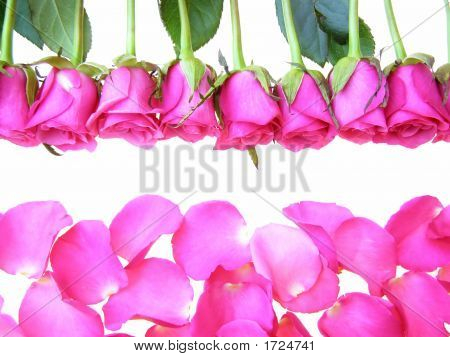 Rose Rosa