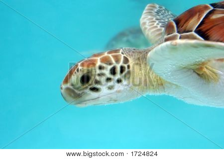 Vettä Turtle 3 lähikuva