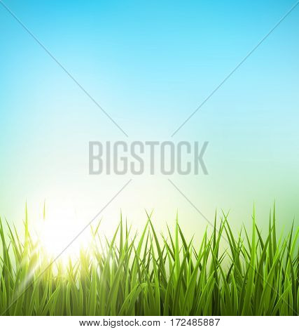 Green grass lawn with sunrise on blue sky. Floral nature spring background