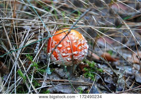 Amanita Muscaria Mushrom
