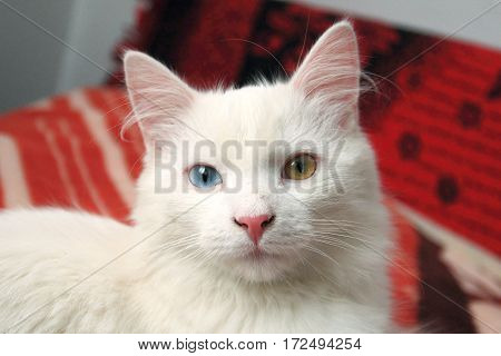 Young cat with different eyes color Cat with heterochromia