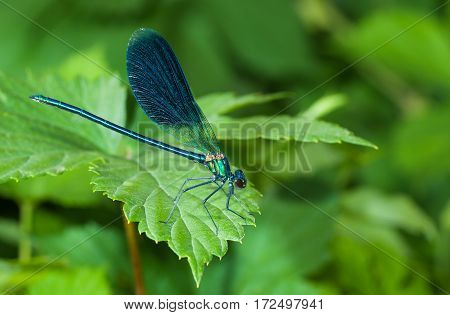 Closeup of dragonfly Calopteryx sitting on a green leaf.