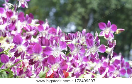 Orchids flowers bloom in spring adorn the beauty of nature