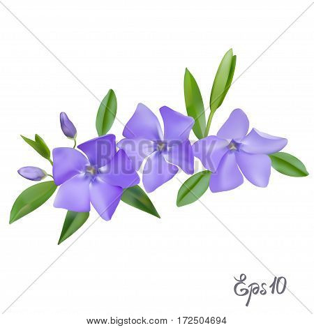 Branch of blue forget-me-not flowers isolated on white background close up. Photo-realistic mesh vector illustration.