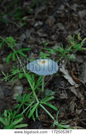 Little mushroom is like a natural umbrella