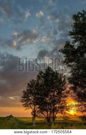 Beautiful Tree And Wheat Field Beneath Hill In Sunset. Horizontal Image. Landscape.