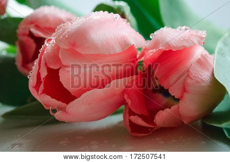 Beautiful pink tulips with green leaves background closeup