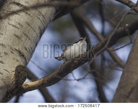 Eurasian or wood nuthatch Sitta europaea close-up portrait on tree selective focus shallow DOF