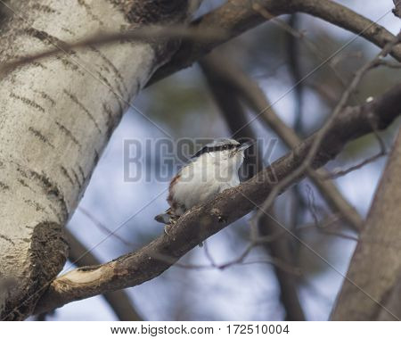 Eurasian or wood nuthatch Sitta europaea close-up portrait on tree selective focus shallow DOF