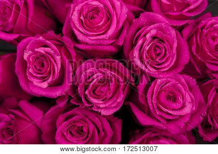 Bouquet of red colored rose flower with water drops on petals close-up as background. Flower background.