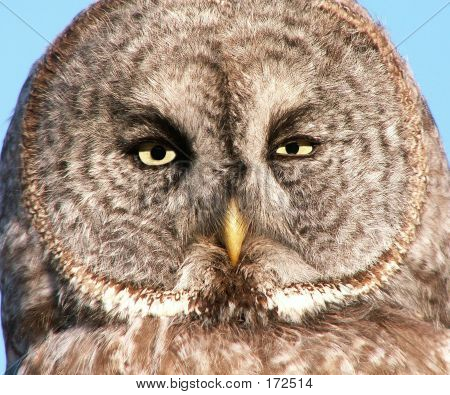 Faccia di gufo