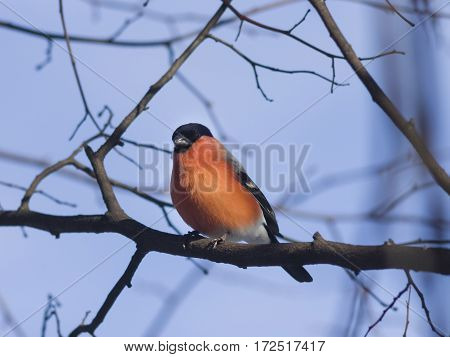 Red-colored Male of Eurasian Bullfinch Pyrrhula pyrrhula close-up portrait on branch with bokeh background selective focus shallow DOF