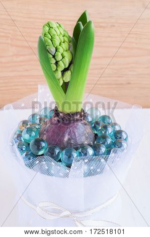 Spring hyacinth flower buds in a white pot