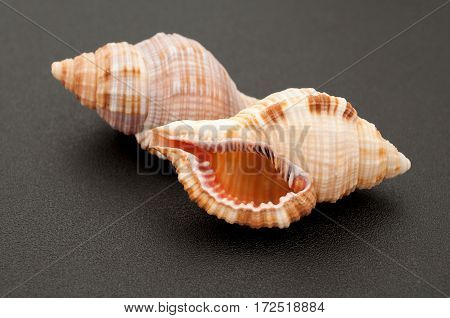 Sea shell on black background closeup. Summer background