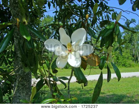 Magnoliabigbranch3