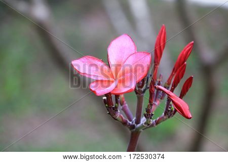plumeria flower red or desert rose beautiful on tree ( Common name Apocynaceae Frangipani Pagoda Temple )