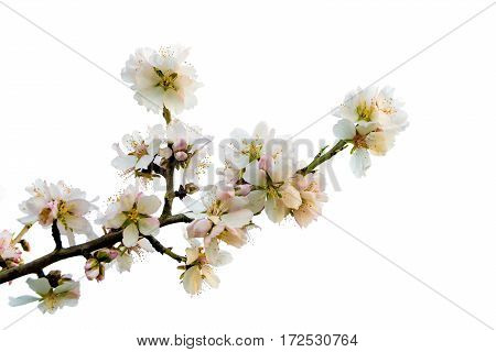 Almond branch Prunus dulcis in bloom isolated over white background.